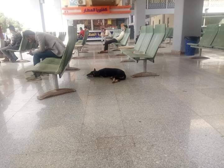 بسبب تردي اوضاع البلاد شاهد..كلب متشرد ينتظر دوره للسفر في مطار عدن